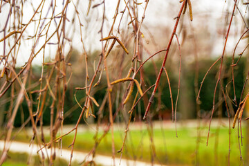 close up tree branches