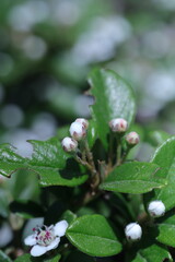 spring white flowers in the garden, spring flowers, white flowers, spring time, green background