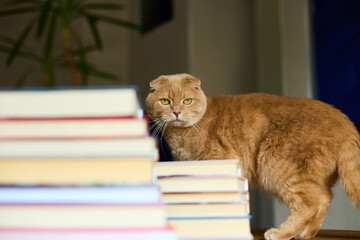 A ginger Scottish Fold cat curiously navigates a pile of colorful books. The warm indoor atmosphere enhances the playful and inquisitive nature of the feline.