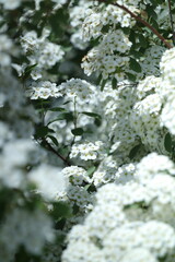 spring white flowers in the garden, spring flowers, white flowers, spring time, green background