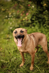 A large dog stands in an apple orchard with its tongue hanging out, waiting for its owners