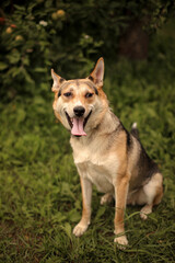 A large dog sits in an apple orchard with its tongue hanging out, waiting for its owners
