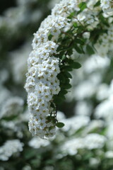 spring white flowers in the garden, spring flowers, white flowers, spring time, green background