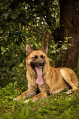 A small tricolor puppy sits on a stump under an apple tree