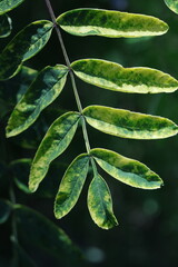 green leaves background
