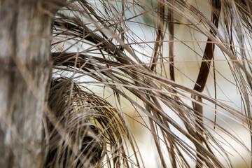 close-up palm tree wood fibers