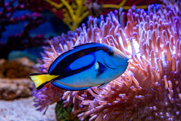 Dory the blue tang fish