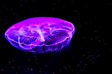 beautiful jelly fiish