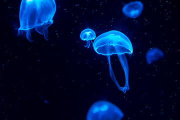 beautiful jelly fiish