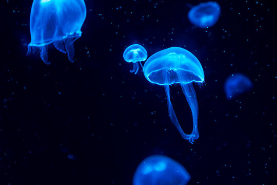 beautiful jelly fiish