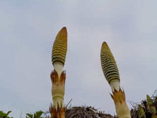 Giant horsetail (Equisetum telmateia) growing in natural habitat. Close-up of fertile stems in spring. Useful for botanical, ecological, educational, and herbal-themed projects