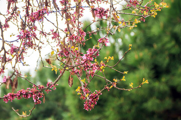 cherry blossom in spring