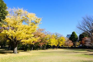 Fototapeta premium Autumn trees in park, yellow leaves, blue sky, sunny day landscape