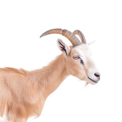 Adorable Young Goat with Curved Horns Standing Gracefully on a White Background