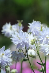 spring white flowers in the garden, spring flowers, white flowers, spring time, green background