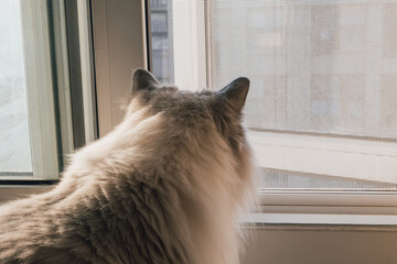 A gray and white ragdoll cat lying and relaxing at home, cute furry little animal, relaxing...