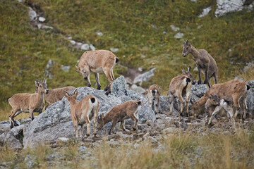 A herd of Caucasian mountain goats grazes in a meadow among rocks