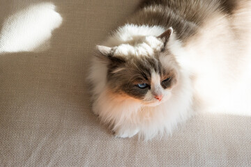 A gray and white ragdoll cat lying and relaxing at home, cute furry little animal, relaxing pet-friendly home environment, pet home and pet supplies