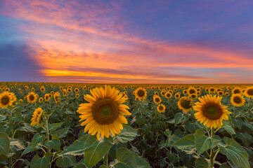 sunflower field at sunset