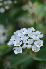 spring white flowers in the garden, spring flowers, white flowers, spring time, green background