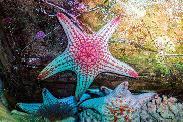 Starfish are marine invertebrates.