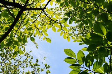 Canopy vista upward to blue sky through bright green foliage