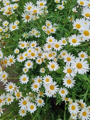 field of daisies