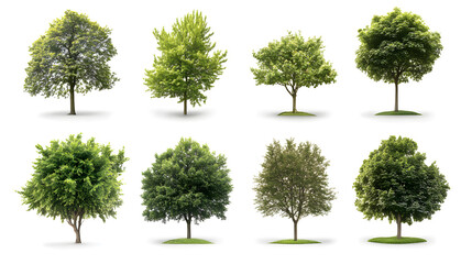 A collection of trees in various sizes and shapes