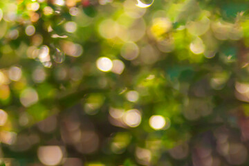 green bokeh background. abstract green background. Soft Focus Natural Color Bokeh Background.	