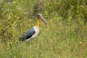 Lesser adjutant - Leptoptilos javanicus on green meadow with worm in beak. Photo from Wasgamuwa National Park in Sri Lanka.  Near-threatened species.
