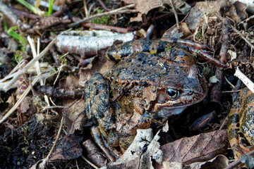Fototapeta premium Common frogs or grass frogs (Rana temporaria)