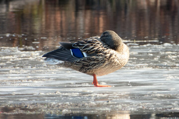 Mallard or wild duck (Anas platyrhynchos) is a dabbling duck that breeds throughout the temperate and subtropical Americas, Eurasia, and North Africa.