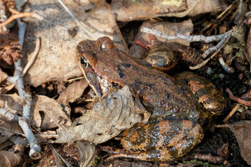 Common frogs or grass frogs (Rana temporaria)