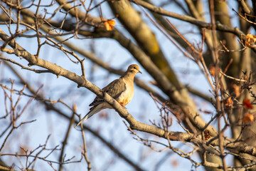 Mourning Dove