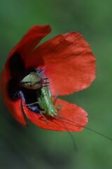 spring poppy flowers in the garden, spring flowers, red flowers, spring time, green background
