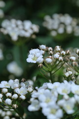 spring white flowers in the garden, spring flowers, white flowers, spring time, green background