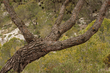 Tronco de pino parecido a una garra en el bosque, Alcoy, España