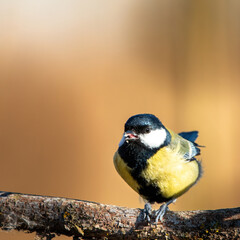 Sikorka na zółtym tle bokeh © Adrian
