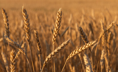 Obraz premium Several ripe dry ears of wheat