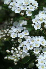white blossom in the garden, spring blossom, white flowers, spring time, fresh blossom