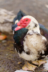 Muscovy duck drinking water from a muddy puddle on a sunny day in a rural area