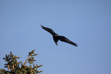 American Crow