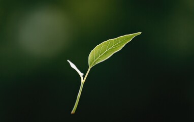 Obraz premium Vibrant Green Leaf with Dew Drops Against Dark Background