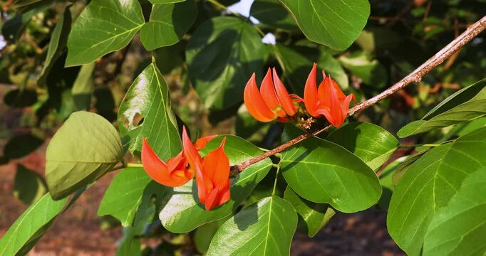 bright orange flowers are in full bloom on the tree. taken in Myanmar, butea monosperma flowers.