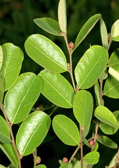 phyllanthus reticulatus or black-honey shrub image