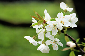 Fruit