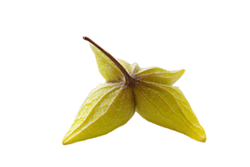 Close up of a physalis fruit with its husk and stem against a black background in high resolution