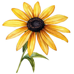 A watercolor vector of a Black-eyed Susan flower, isolated on a white background. Black-eyed Susan flower vector

