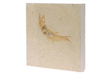 Leptolepis fish fossil from Solnhofen, Germany