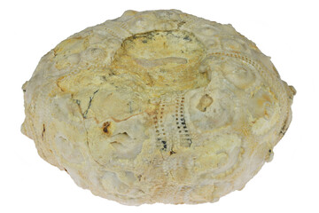 petrified sea urchin from Morocco isolated on white background